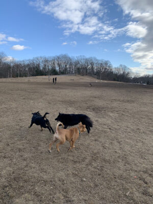 Sheepfold Dog Park
