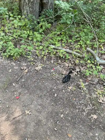 Sheepfold Dog Park - Stoneham, MA