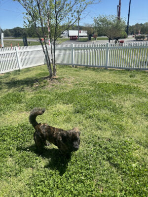 Davis Travel Center Dog Park