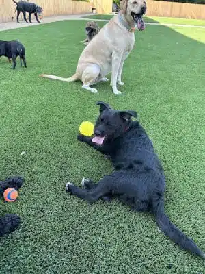St. Barks