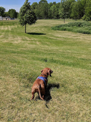 Shiloh Road Bark Park