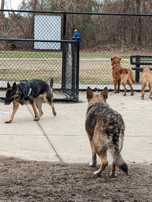 Lake Meade Dog Park