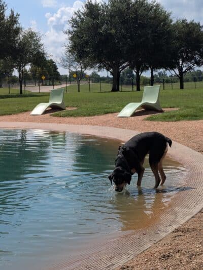 Pawm Springs Dog Park - Sugar Land, TX
