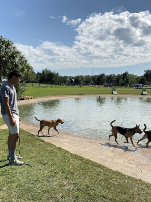 Pawm Springs Dog Park