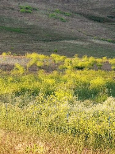 Rush Ranch Open Space