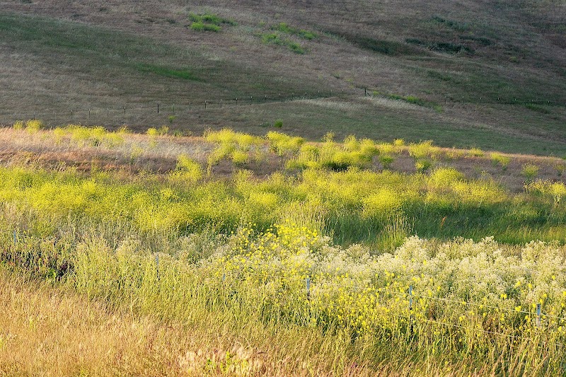 Rush Ranch Open Space - Suisun City, CA