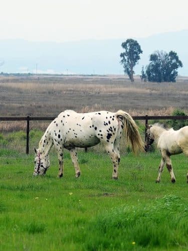Rush Ranch Open Space