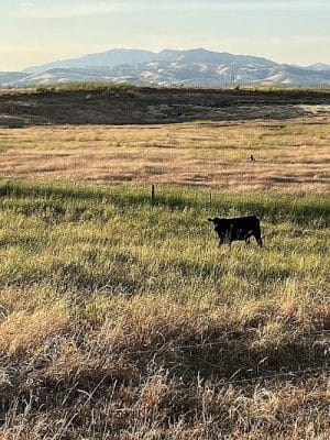 Rush Ranch Open Space