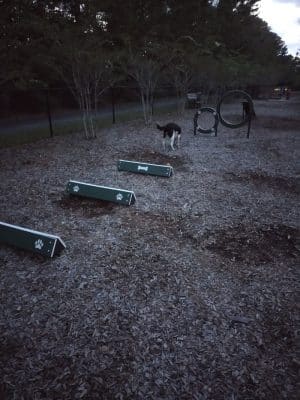 Dog Park @ Carnes Crossroads