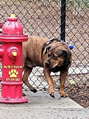 Dog Park @ Carnes Crossroads