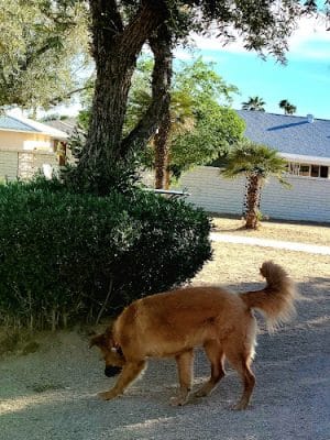 Duffeeland Dog Park *Key Required*
