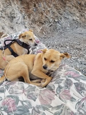 Duffeeland Dog Park *Key Required*