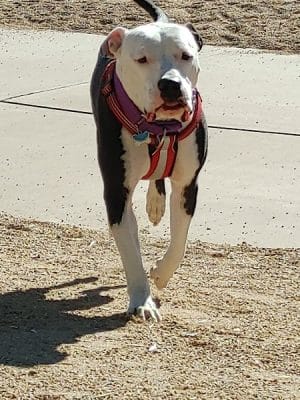 Duffeeland Dog Park *Key Required*