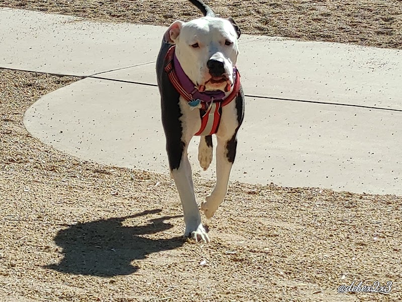 Duffeeland Dog Park *Key Required* - Sun City, AZ
