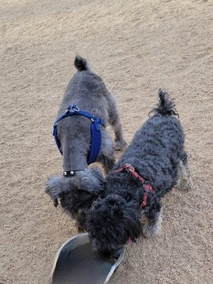 Duffeeland Dog Park *Key Required*