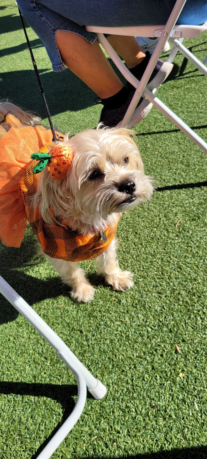 Large Dog Park-Members Only - Sun City West, AZ