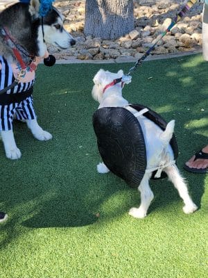 Large Dog Park-Members Only