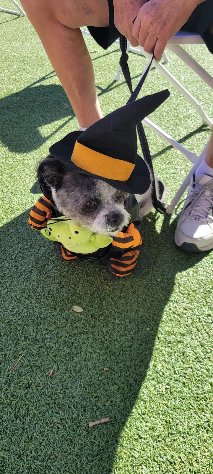 Large Dog Park-Members Only - Sun City West, AZ