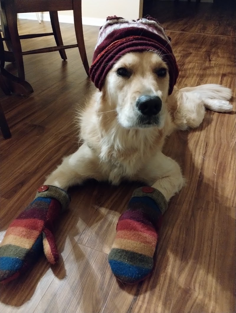 Large Dog Park-Members Only - Sun City West, AZ