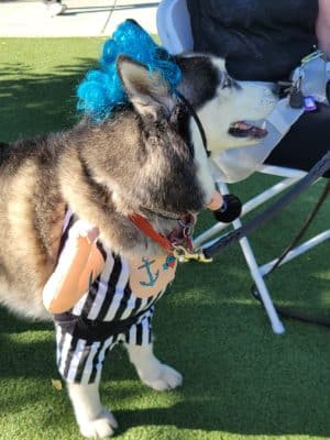 Large Dog Park-Members Only