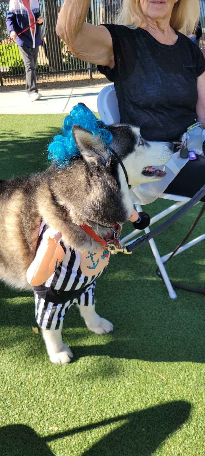 Large Dog Park-Members Only - Sun City West, AZ