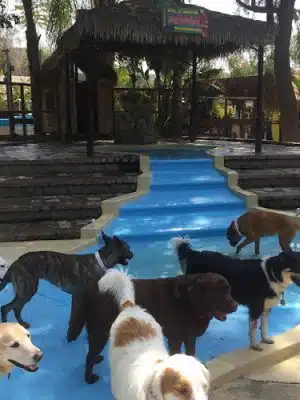Paradise Ranch Pet Resort