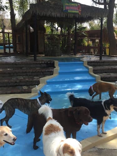 Paradise Ranch Pet Resort