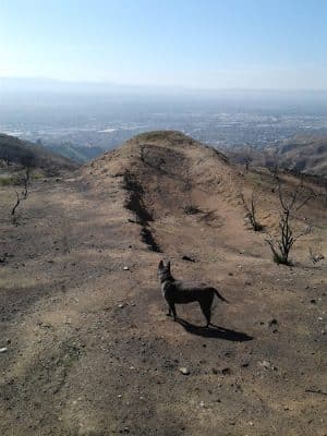 Verdugo Mountain Park