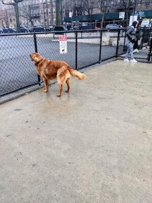 Torsney Dog Run