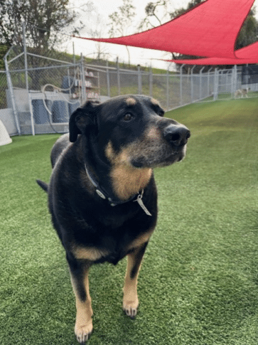 Club K9 Fremont-Sunol