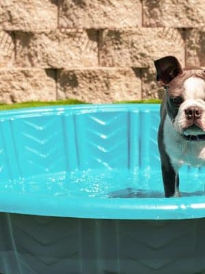 Club K9 Fremont-Sunol