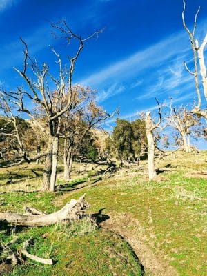 Flag Hill Trail