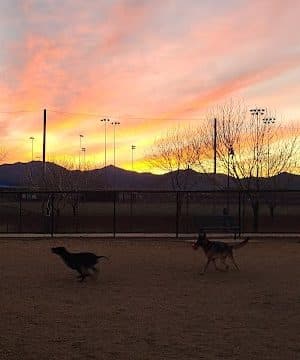 Dog Park
