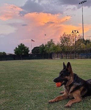Dog Park