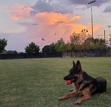 Dog Park