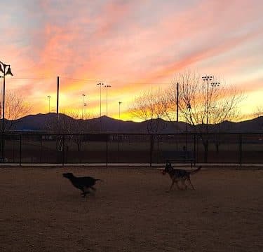 Dog Park