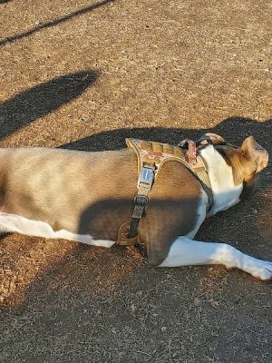 Dog Park