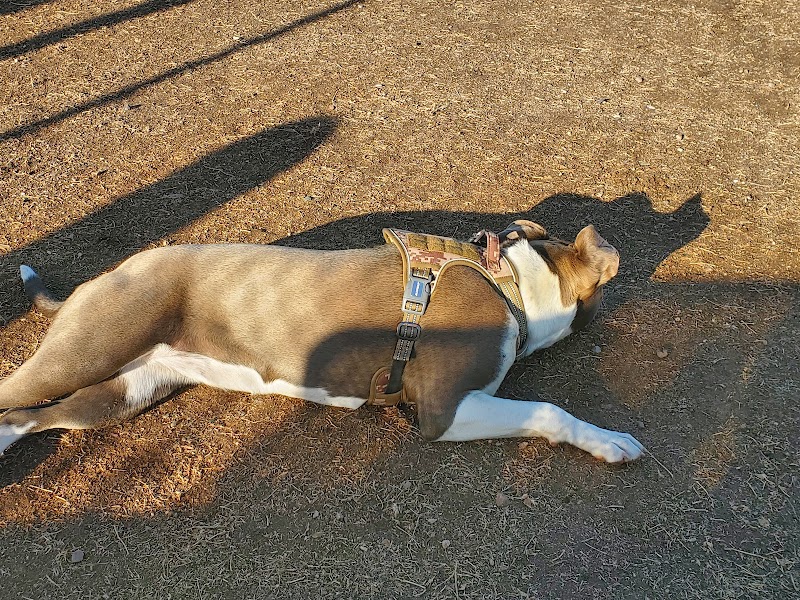 Dog Park - Surprise, AZ