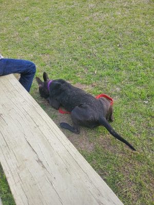 Harmon park - Swainsboro, GA