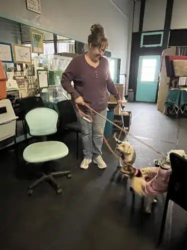 Pawsitive K9 Solutions - Colorado