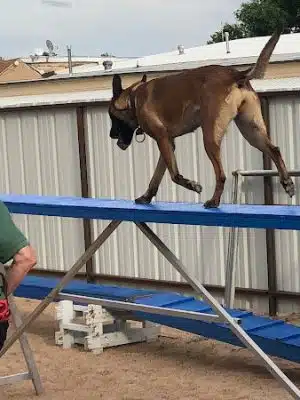 Pawsitive K9 Solutions - Colorado - Swink, CO