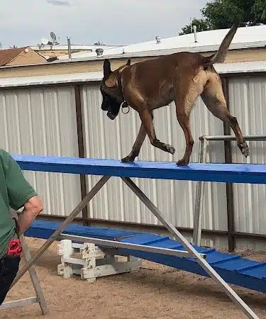 Pawsitive K9 Solutions - Colorado