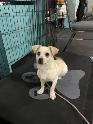 Pawsitive K9 Solutions - Colorado - Swink, CO