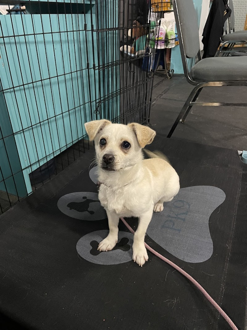Pawsitive K9 Solutions - Colorado - Swink, CO