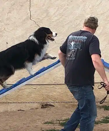 Pawsitive K9 Solutions - Colorado