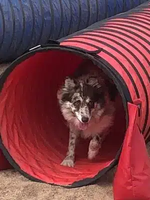Pawsitive K9 Solutions - Colorado - Swink, CO