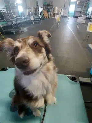 Pawsitive K9 Solutions - Colorado - Swink, CO