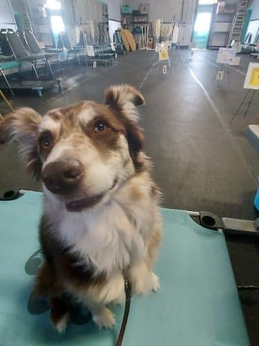 Pawsitive K9 Solutions - Colorado