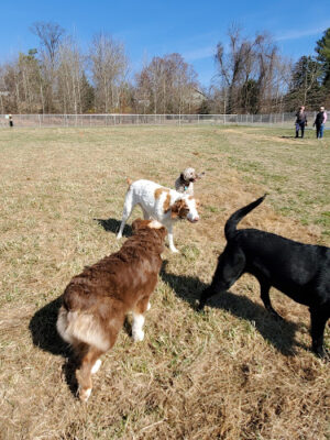 South Carroll Dog Park