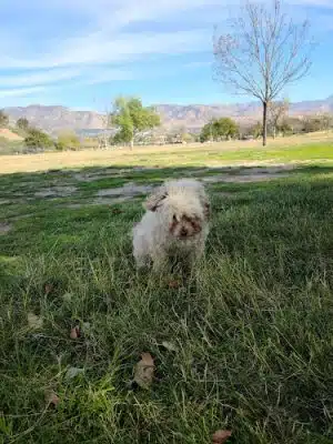Carey Ranch Park